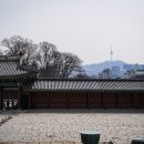 창덕궁.. 만개한 홍매