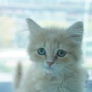 부산고양이 분양 도로시펫 네이버블로그