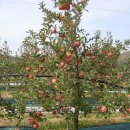 후평농장 이미지