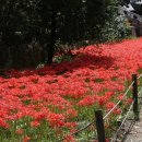 불갑사관광지 이미지