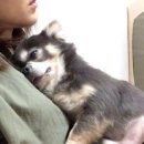 안아줄개 이미지