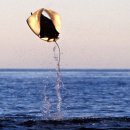 아싸가오리 이미지