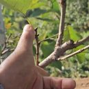 현제농장 이미지