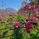 아라리사과대추 | 경남 밀양 여행, 얼음골 가볼만 한 곳 - 레드애플팜 양조장