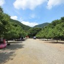 호두나무캠핑장 이미지