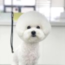 변신하개 이미지