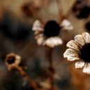 해승약국 이미지