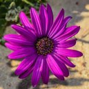 조이헤어 이미지