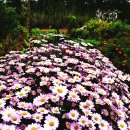 분홍 농장 이미지