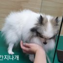 간지나개 이미지