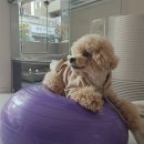 포근하개 이미지