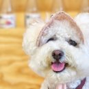 동물다방 이미지