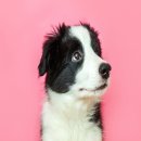 잠실동물병원 이미지