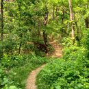 구름이 쉬는 나무 이미지