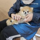 동일애견샵 이미지