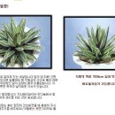 다육 이미지