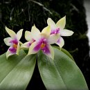 Phalaenopsis violacea 이미지