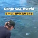 벨루가 Daum카페