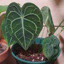 클라리네 이미지