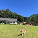 포포애견펜션 이미지