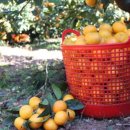 까망농장 이미지