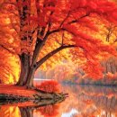 맛간장에 비벼 후루룩 즐기는 소고기 비빔국수 레시피 이미지