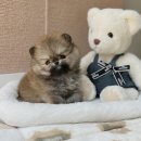 하남강아지 이미지