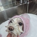 보들하이 이미지