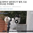 MBC의 길고양이 오보에 대한 정정보도 요구에 함께 참여하실 분 모집합니다. 이미지