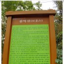 남면 삼용리 주엽나무 | [20161003]파주 감악산 출렁다리 건너 감악산능선길 따라 감악산 정상에 오르고 감악산둘레길 따라 걷기...