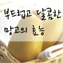 [ 망고의 효능 ] 몸에좋은 과일 '망고의 효능' 알아보자 이미지