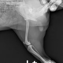 24시동탄윌동물의료센터 이미지