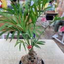 군산서초등학교 이미지