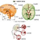 건강상식 (퍼 왔어요 !!) 이미지