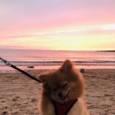 마리애견 이미지