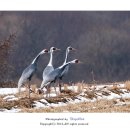 대위리-양지리 이미지