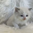 도그마루 강아지 고양이 양산화명점 이미지