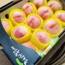 도도하리 | 세종시 조치원 복숭아 (도도하리 구입 성공!) 내돈내산