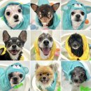 그루밍무무 이미지