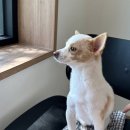 1774 | [❤️입양후기❤️] 1774. 두부🐶