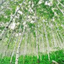 [6/17 수요트레킹] 산림청 선정 최우수 명품숲길, 인제 자작나무숲 - 달맞이숲길 이미지