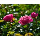 호수공원6로 이미지