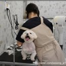 강아지 미용 이미지
