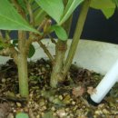 대주2농장 이미지