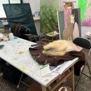 (주)강아유 이미지