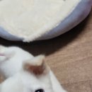 백설기설기 Daum카페