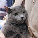 무마취 고양이 미용실 반할고양 이미지