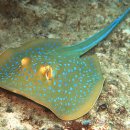 블루스팟 이미지