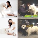 클라라 애견 이미지