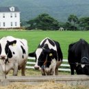 전일목장 이미지